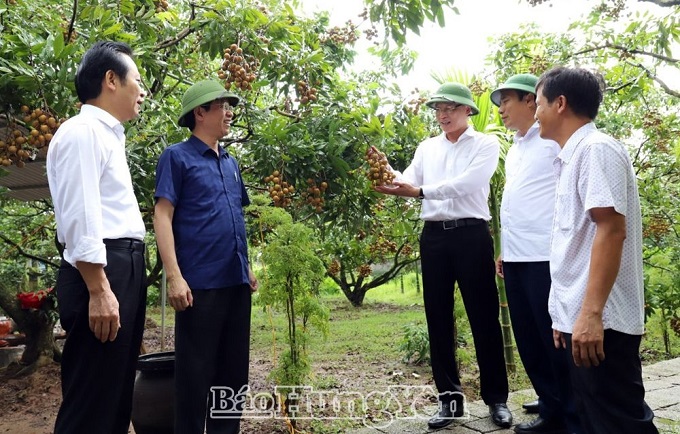 Bí thư Tỉnh ủy Nguyễn Hữu Nghĩa thăm một số mô hình sản xuất nhãn ở thành phố Hưng Yên và huyện Khoái Châu