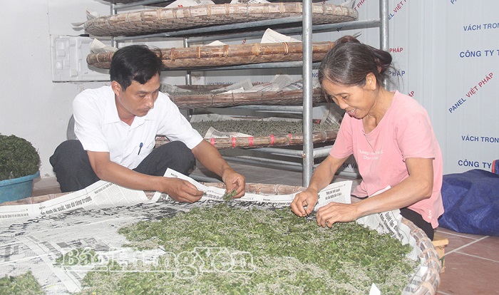 Vũ Tiên phát triển nghề trồng dâu, nuôi tằm