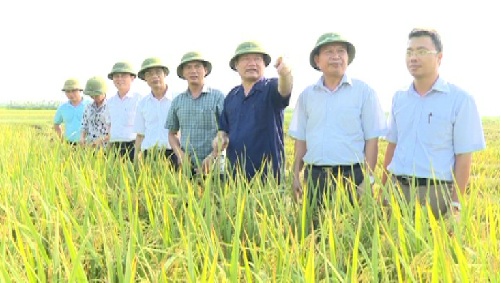 Chủ tịch UBND tỉnh: Cần đẩy mạnh tích tụ ruộng đất sản xuất nông nghiệp công nghệ cao