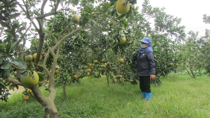Thâm canh cây ăn quả VietGAP, giảm chi phí, tăng lợi nhuận