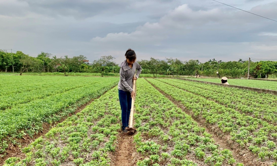 Hướng phát triển bền vững dược liệu Hưng Yên