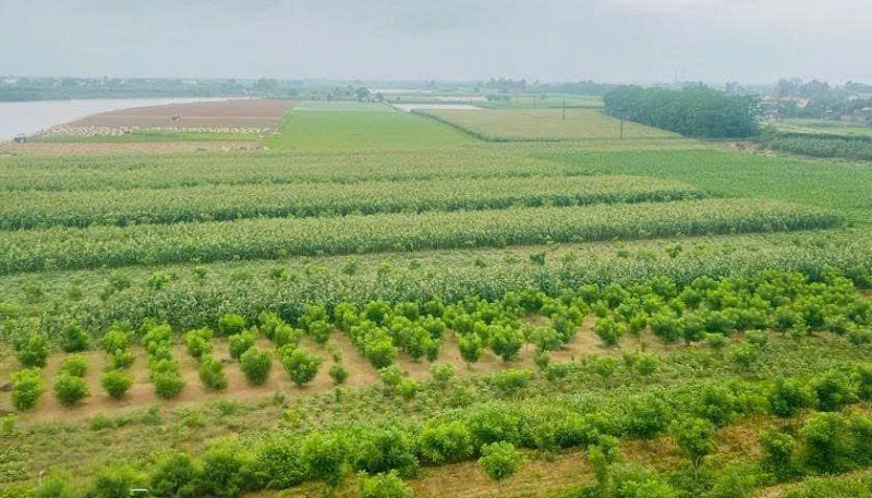 Canh tác ven sông – Lợi thế bền vững của nông nghiệp Hưng Yên 
