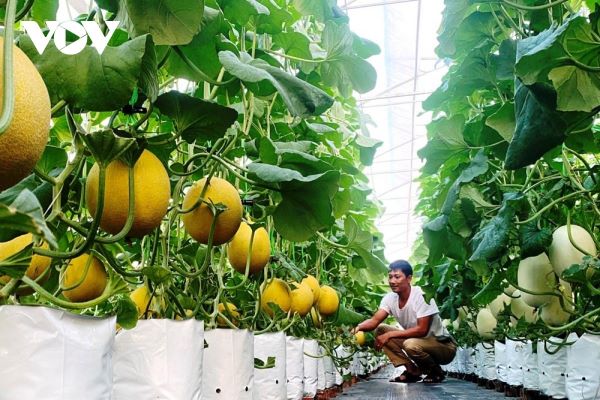 Ứng dụng công nghệ cao – động lực phát triển nông nghiệp Hưng Yên