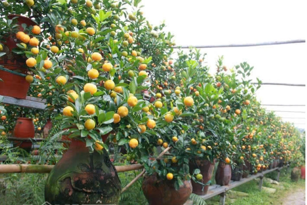 ĐẨY MẠNH PHÁT TRIỂN SẢN PHẨM OCOP VÀ DU LỊCH NÔNG THÔN