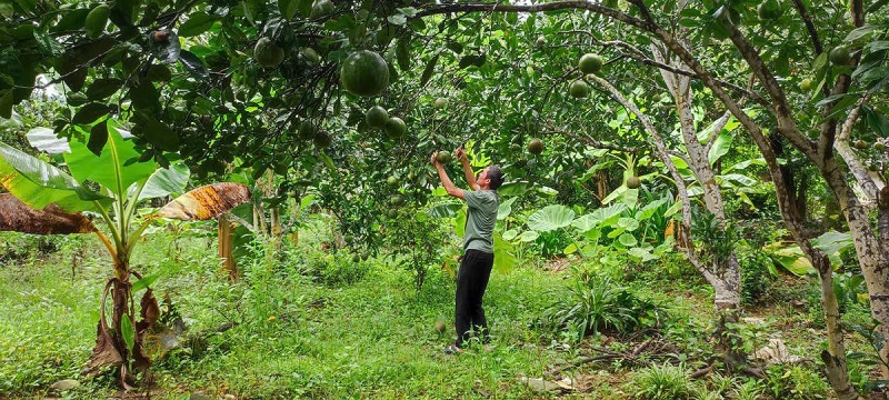 Giảm nghèo phải gắn với nông nghiệp sinh thái