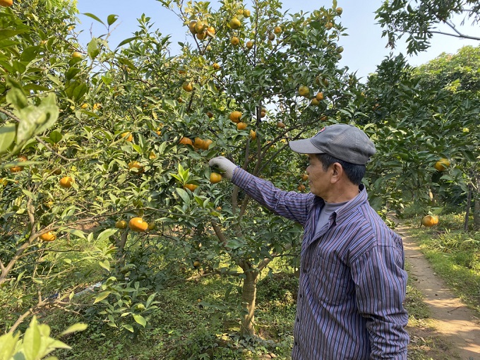 Tiên Lữ: Mở rộng diện tích trồng cây ăn quả đạt tiêu chuẩn VietGAP