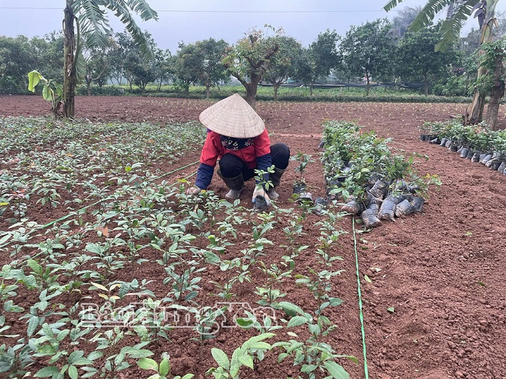 Đồng hành cùng hợp tác xã phát triển