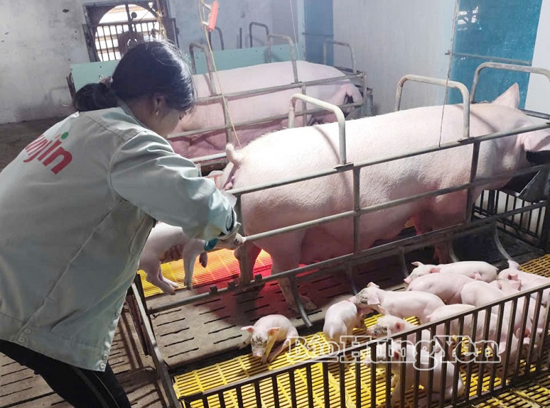 Giá lợn hơi giảm sâu, người chăn nuôi đối mặt thua lỗ