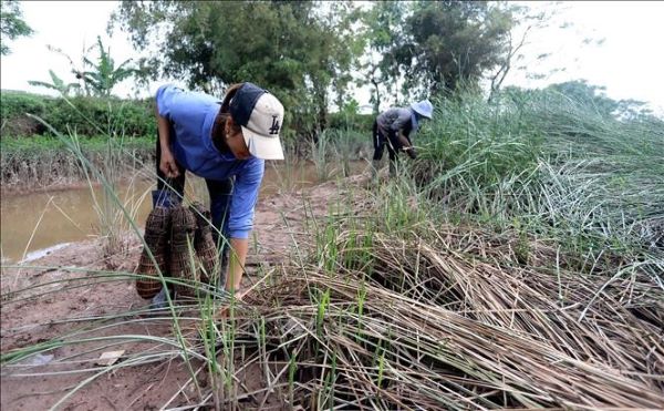 Đặc sản mắm cáy Hồng Tiến – Hương vị quê nhà vươn xa từ Hợp tác xã Hồng Tiến