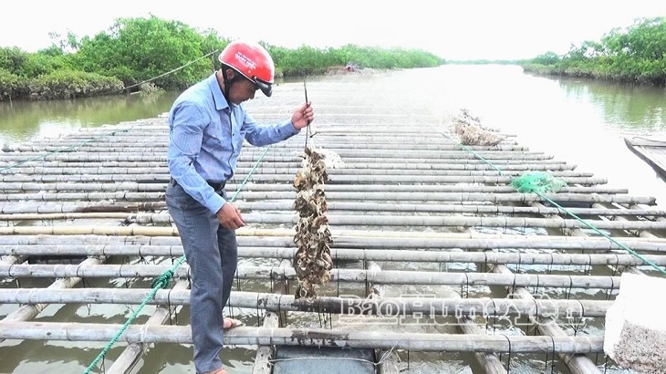 Hiệu quả mô hình nuôi hàu cửa sông