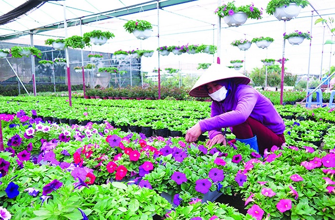 Chyển đổi cơ cấu cây trồng cho hiệu quả kinh tế cao ở Văn Giang
