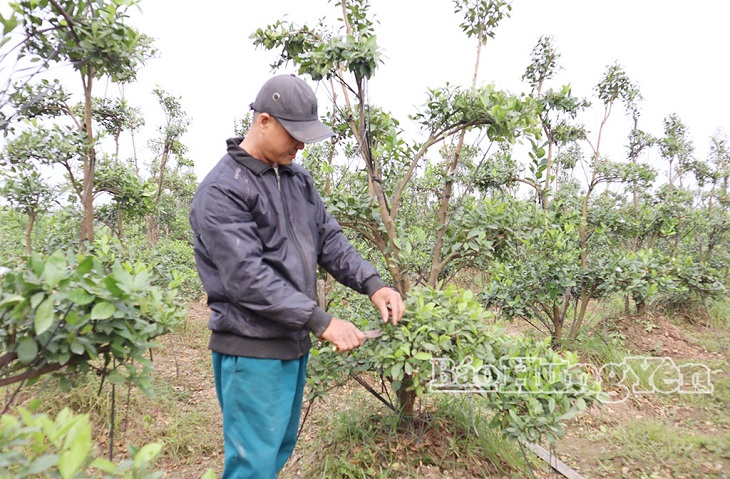 Đồng hành với nông dân phường Sơn Nam phát triển kinh tế