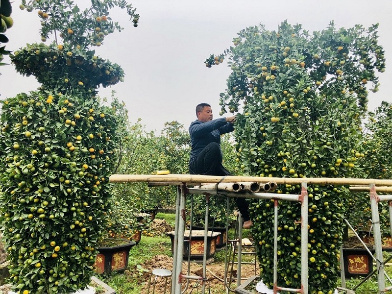 Từ vườn cây đến thị trường Tết