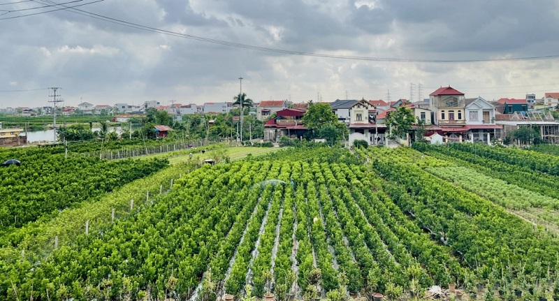 Làng nghề quất cảnh xã Mễ Sở chuẩn bị cho thị trường tết Nguyên đán