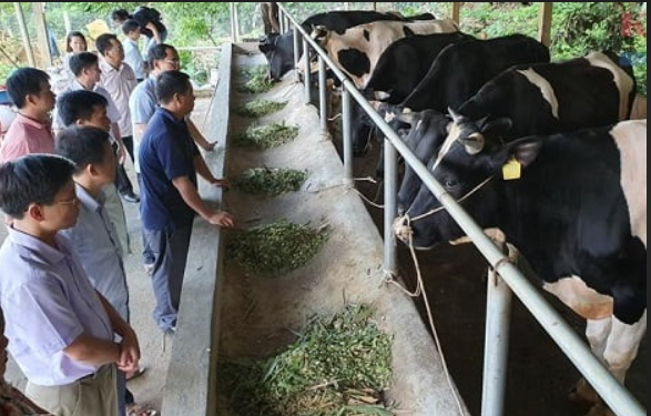 Giải pháp phát triển chăn nuôi gia súc ở các tỉnh miền núi phía Bắc: Mở rộng diện tích trồng cỏ