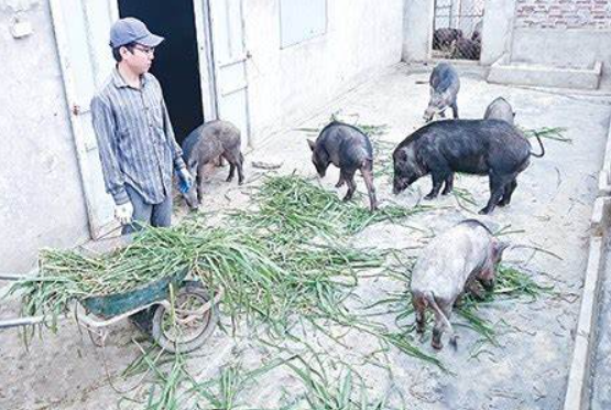 9X nuôi lợn rừng Thái Lan thu hàng tỷ đồng