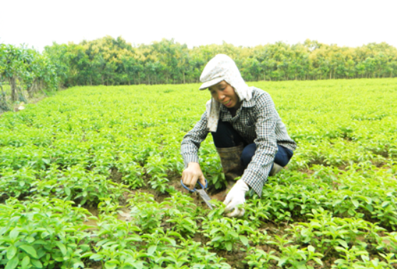 Trồng cây cỏ ngọt - Hiệu quả trong chuyển đổi cây trồng ở Khoái Châu