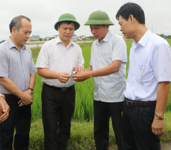 Lãnh đạo UBND tỉnh Hưng Yên kiểm tra sản xuất nông nghiệp