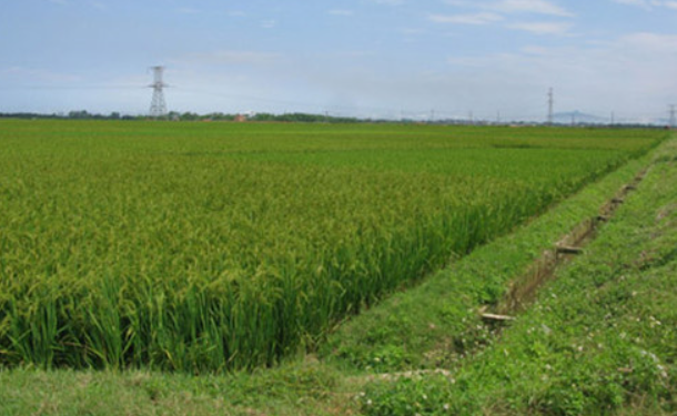 Hưng Yên khuyến khích tích tụ ruộng đất để sản xuất nông nghiệp hàng hóa quy mô lớn