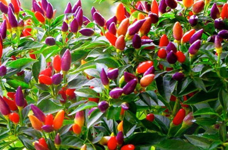 Cách trồng ớt nhiều màu tại nhà vừa ăn vừa làm cảnh