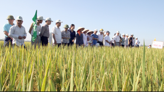 Hưng Yên: Sử dụng hiệu quả nguồn lực hỗ trợ sản xuất nông nghiệp