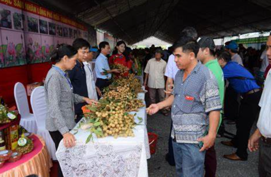 Giới thiệu nhãn lồng thành phố Hưng Yên với các doanh nghiệp Hà Nội