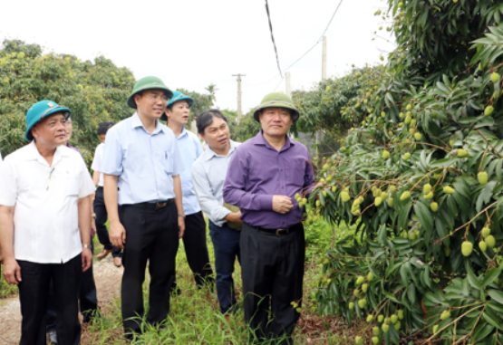 Chủ tịch UBND tỉnh Nguyễn Văn Phóng kiểm tra sản xuất nông nghiệp tại huyện Phù Cừ
