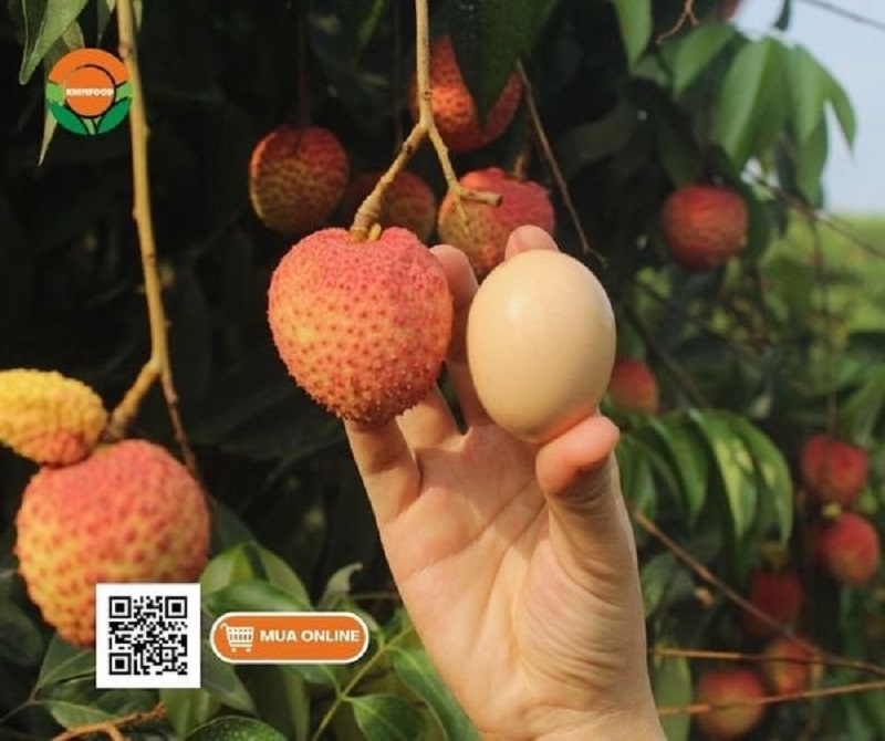 Vải trứng Phù Cừ – “Quả trứng” ngọt ngào của tỉnh Hưng Yên 