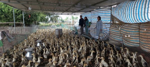 Vịt biển Đông Xuyên, nông sản sạch của người dân quê Hưng Yên