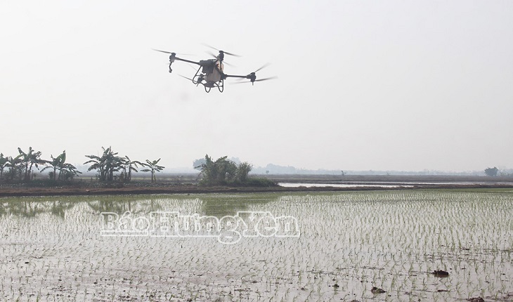 Hưng Yên gieo cấy được 93.900 ha lúa xuân
